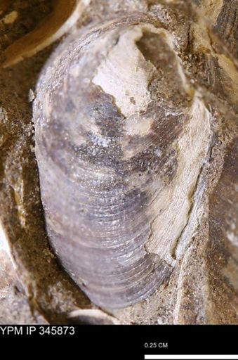 Limopsis striatopunctatus