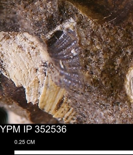 undet. Mollusca