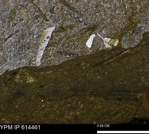 Bivalvia
