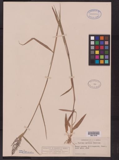 Panicum spretum