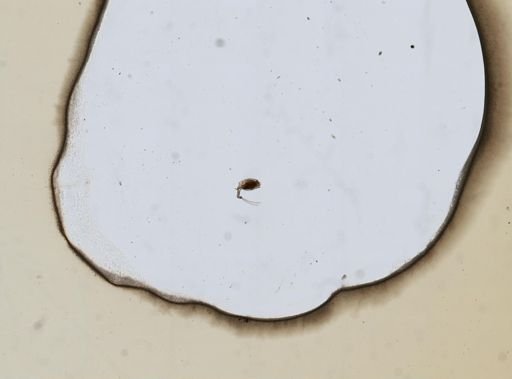 Trichotria tetractis