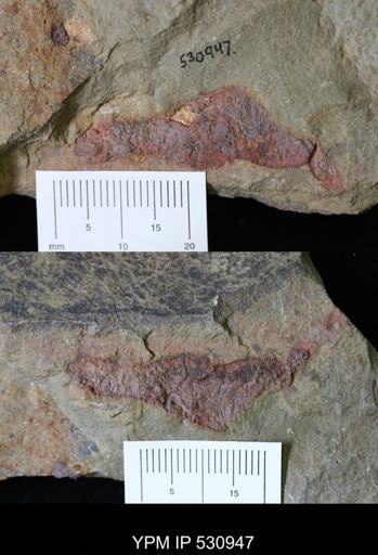 undet. Porifera