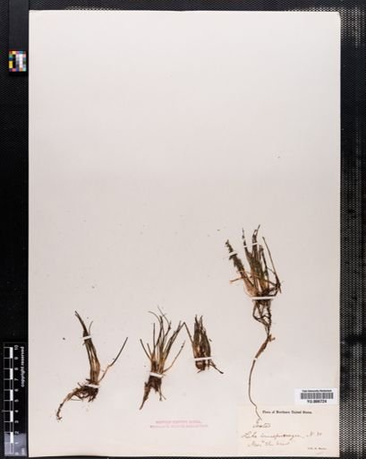 Isoetes