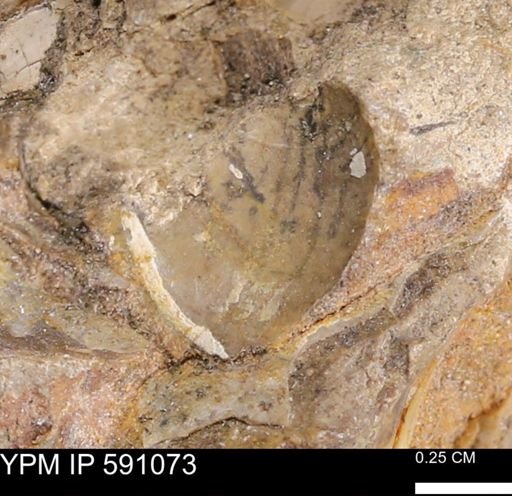 undet. Bivalvia
