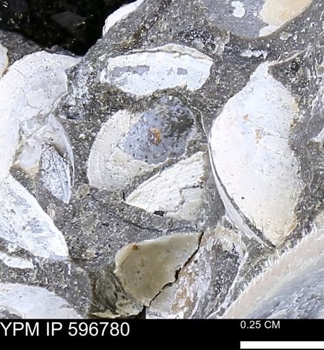 undet. Bivalvia