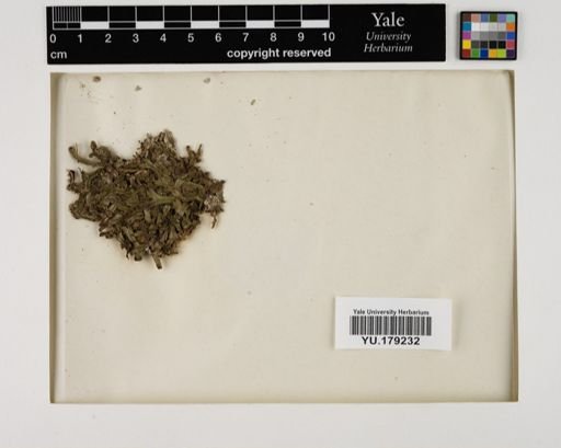 Plantae