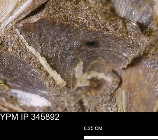 Limopsis striatopunctatus