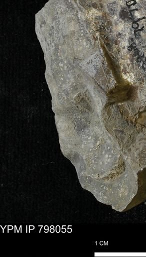 Baculites sp.