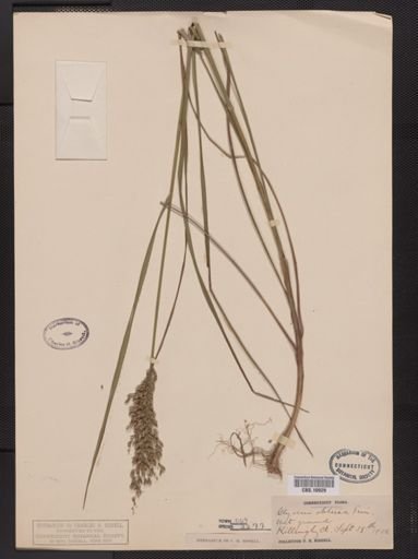 Glyceria obtusa