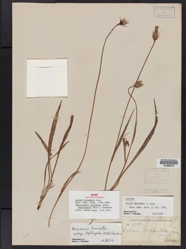 Microseris