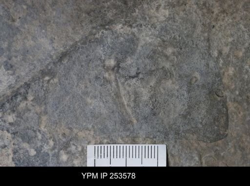 Erieopterus microphthalmus