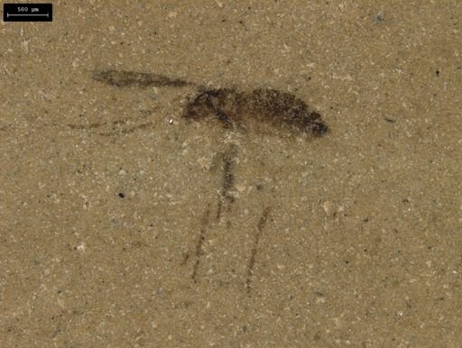 taxon undetermined