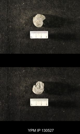Platyceras sp.