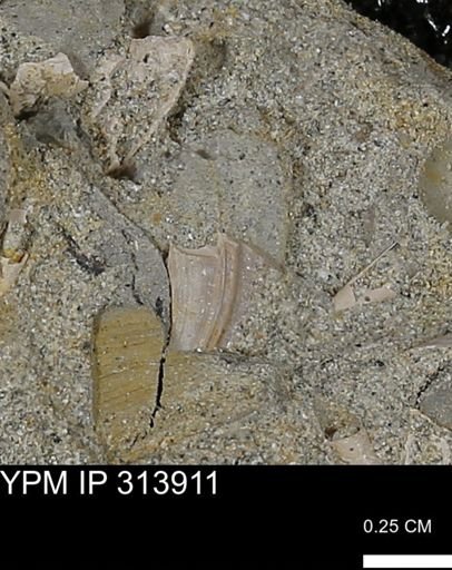 undet. Mollusca