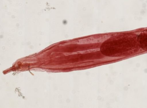 Tanaorhampus sp.