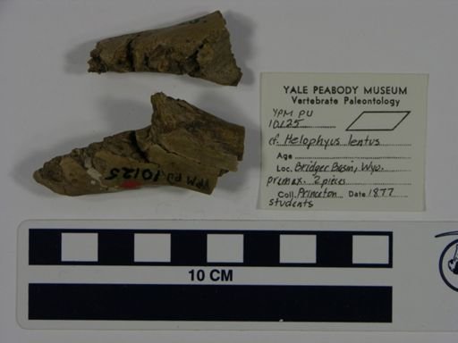 Ithygrammodon cameloides