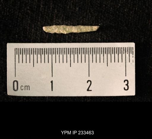 Archaeocidaris sp.