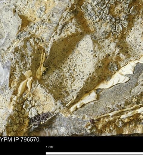 undet. Mollusca