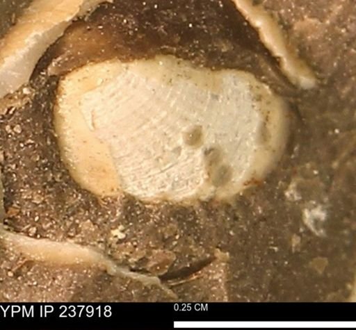 Limopsis striatopunctatus