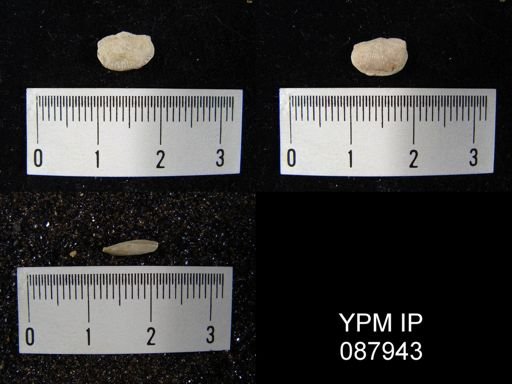 Stropheodonta sp.