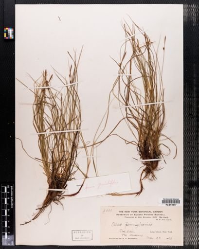 Carex pensylvanica