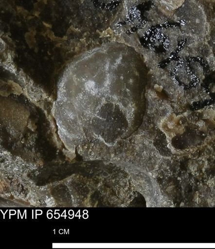 Bivalvia