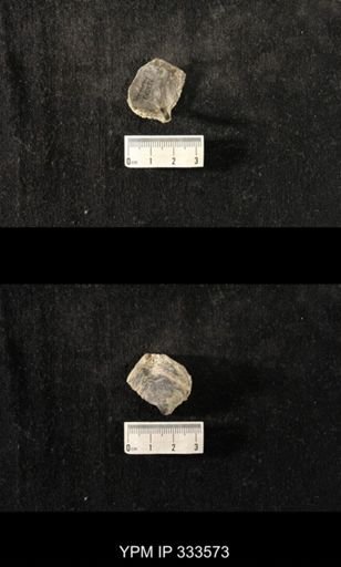 Athyris spiriferoides?