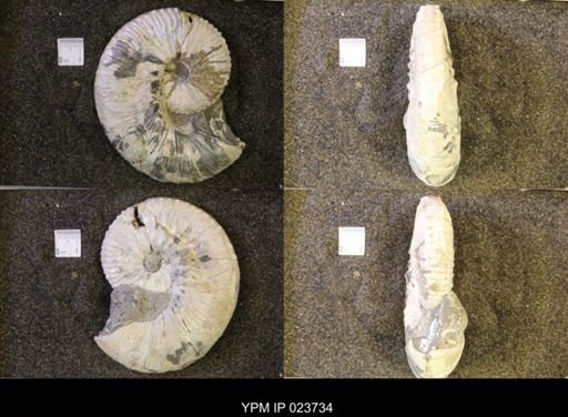 Jeletzkytes nebrascensis
