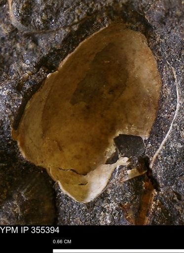Limopsis sp.