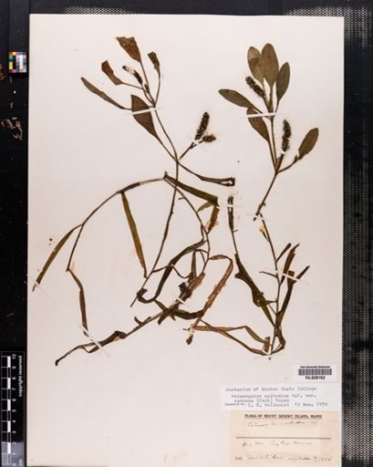 Plantae