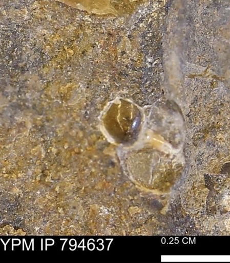 undet. Gastropoda