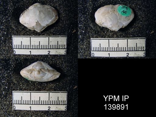 Athyris cf. subexpansa