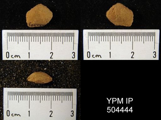 Rhipidomella emarginata