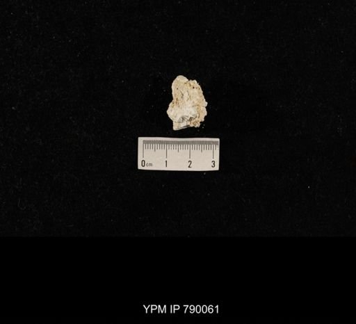 undet. Brachiopoda; shell hash with