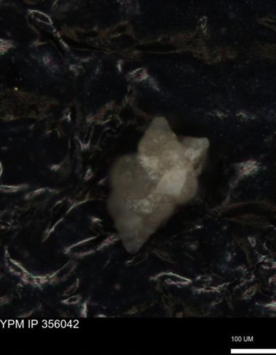 undet. Foraminiferida