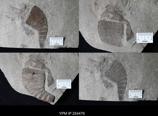 Eurypterus sp.