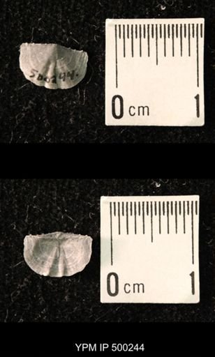 Mesolobus mesolobus decipiens