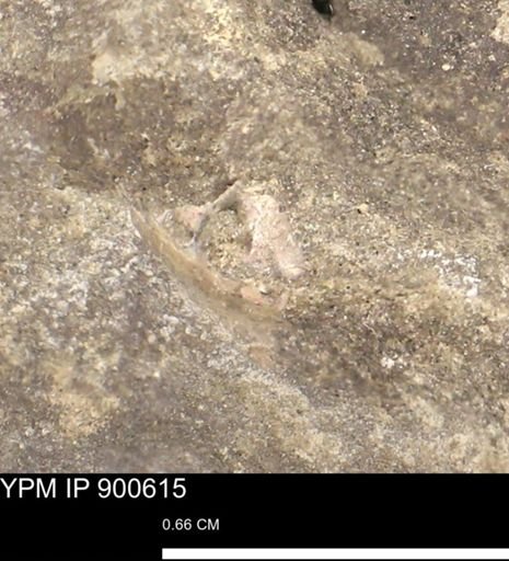 undet. Mollusca