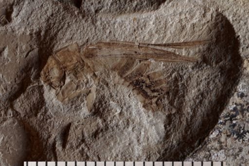 Gryllidae