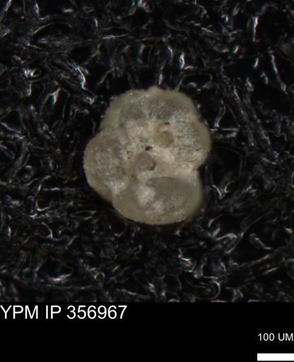 undet. Foraminiferida