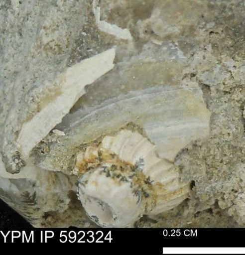 Gastropoda?