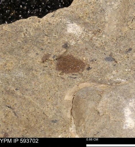 Baculites sp.