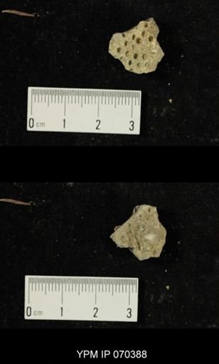 Heliolites spongiosus