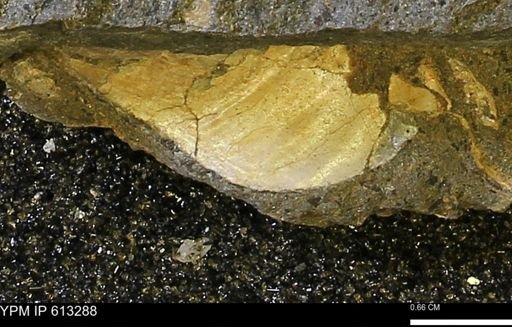 Scaphites sp.
