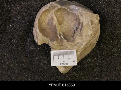 Inoceramus sp.