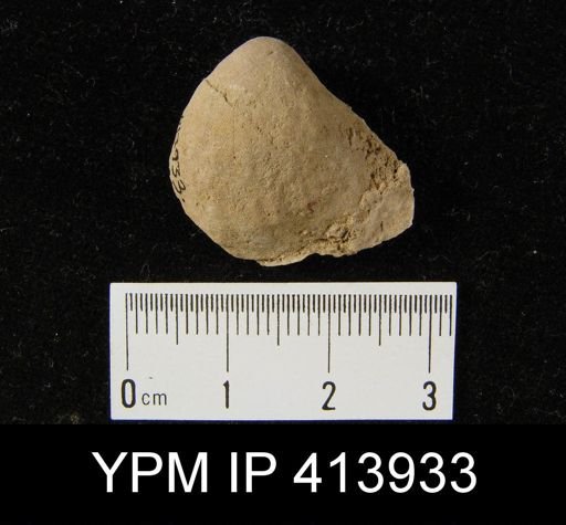 Anastrophia?