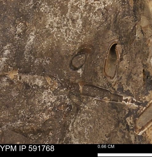 Serpulidae
