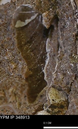 undet. Bivalvia