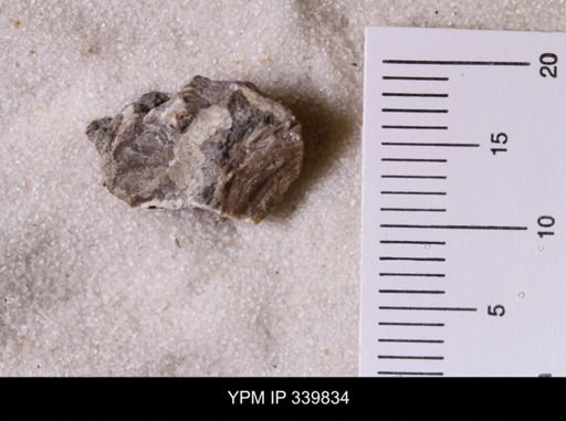 Scaphites whitfieldi