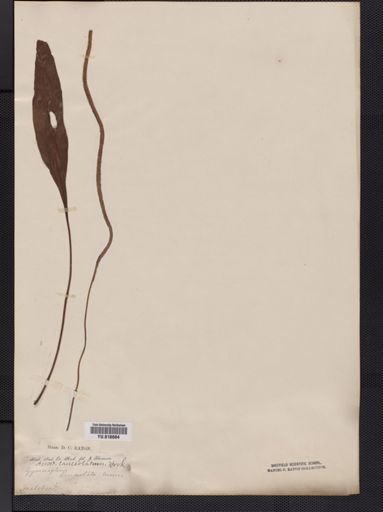 Leptochilus